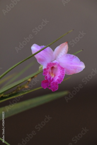Flor