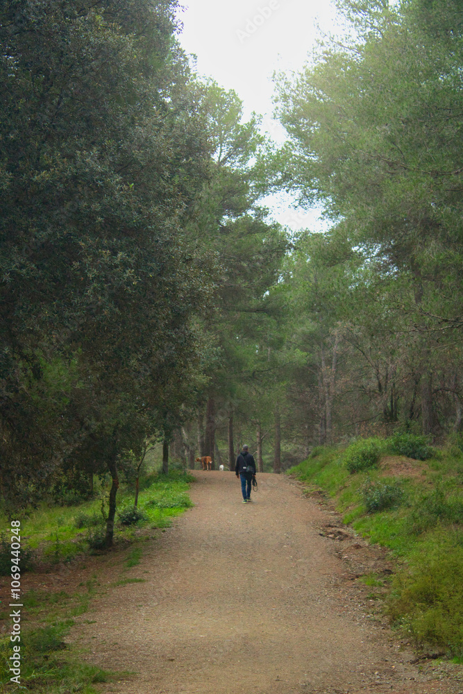A solitary walker enjoys a peaceful stroll along a forest path in early morning light A solitary walker enjoys a peaceful stroll along a forest path in early morning light