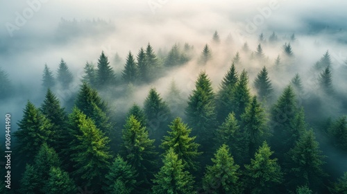 Breathtaking aerial view of a misty forest, where fog envelops lush trees and rolling hills in serene harmony.