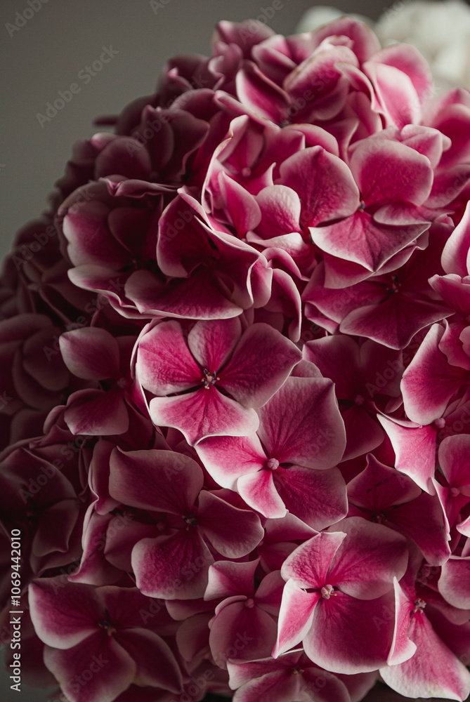 Close-up of Pink Hydrangea Blooms Close-up of Pink Hydrangea Blooms