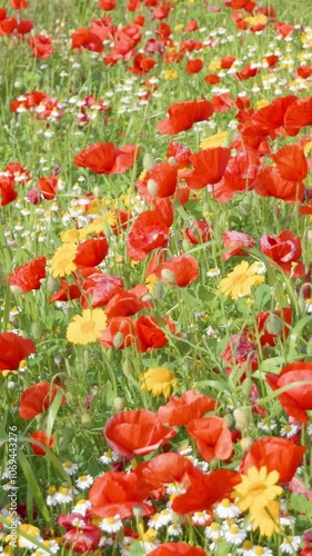 red and yellow flowers on white background