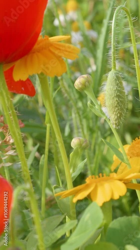 red and yellow flower