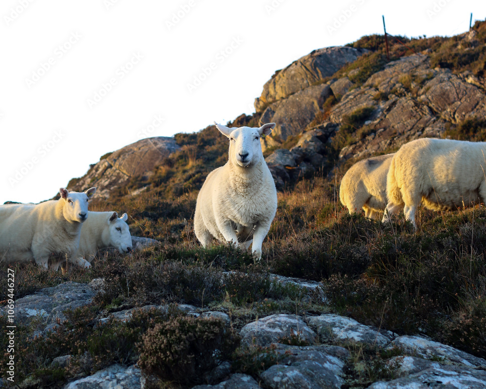 Fototapeta premium Sheep in the Highlands