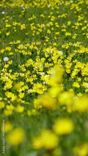 field of dandelions