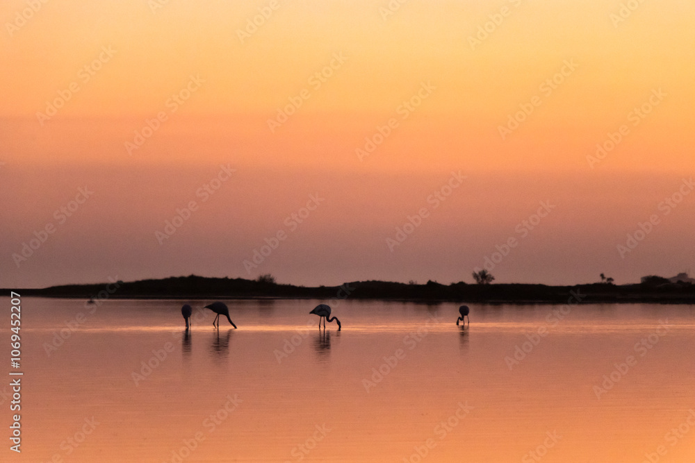 Flamingos silhouetted at sunset over a pink wetland lake Flamingos silhouetted at sunset over a pink wetland lake