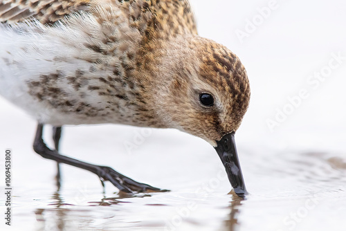 Rare Little Stint Spotted on Cantabrian Coast Migration photo