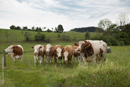 Herd of cows on pasture.