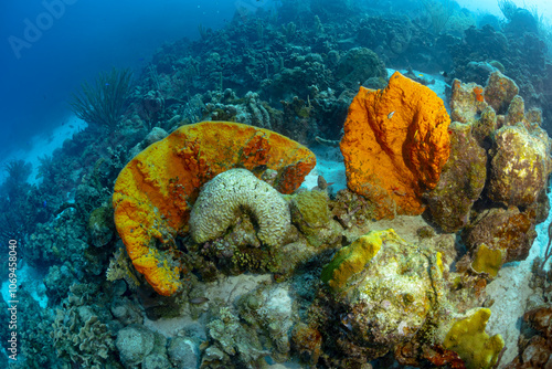 Colorful coral reef in Bonaire with diverse marine life photo