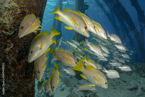 School of Lutjanus apoduss near Bonaire's Pier photo