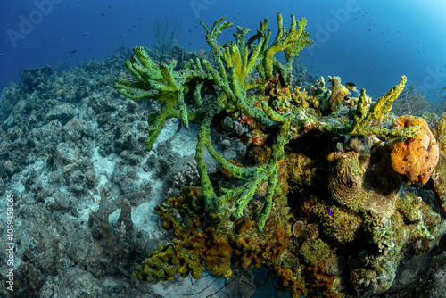 Diverse marine life thriving in Bonaire's clear waters photo