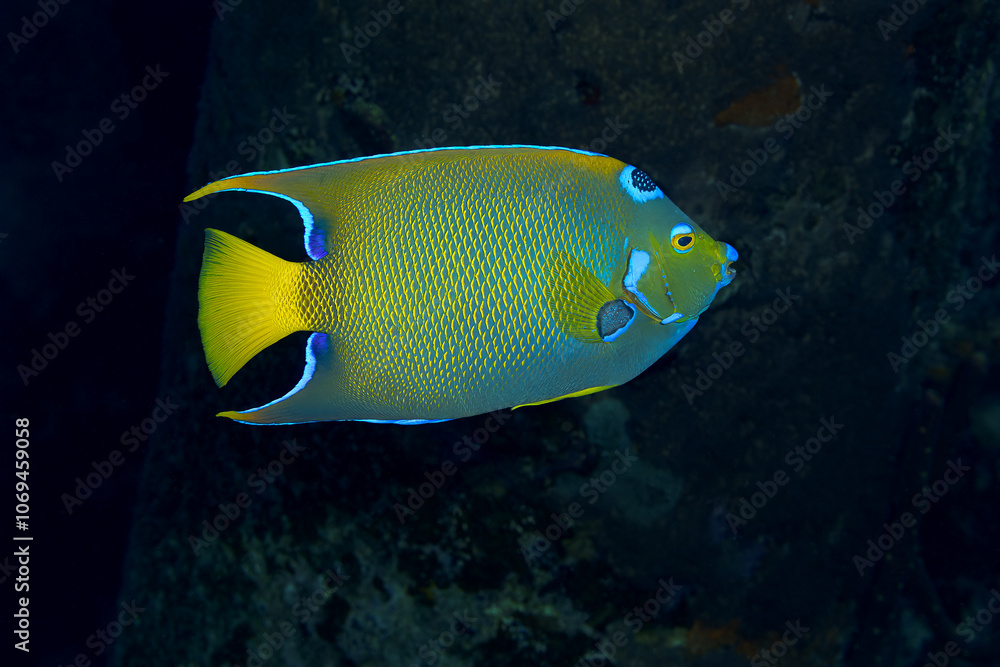 Queen angelfish in the waters of Bonaire Queen angelfish in the waters of Bonaire