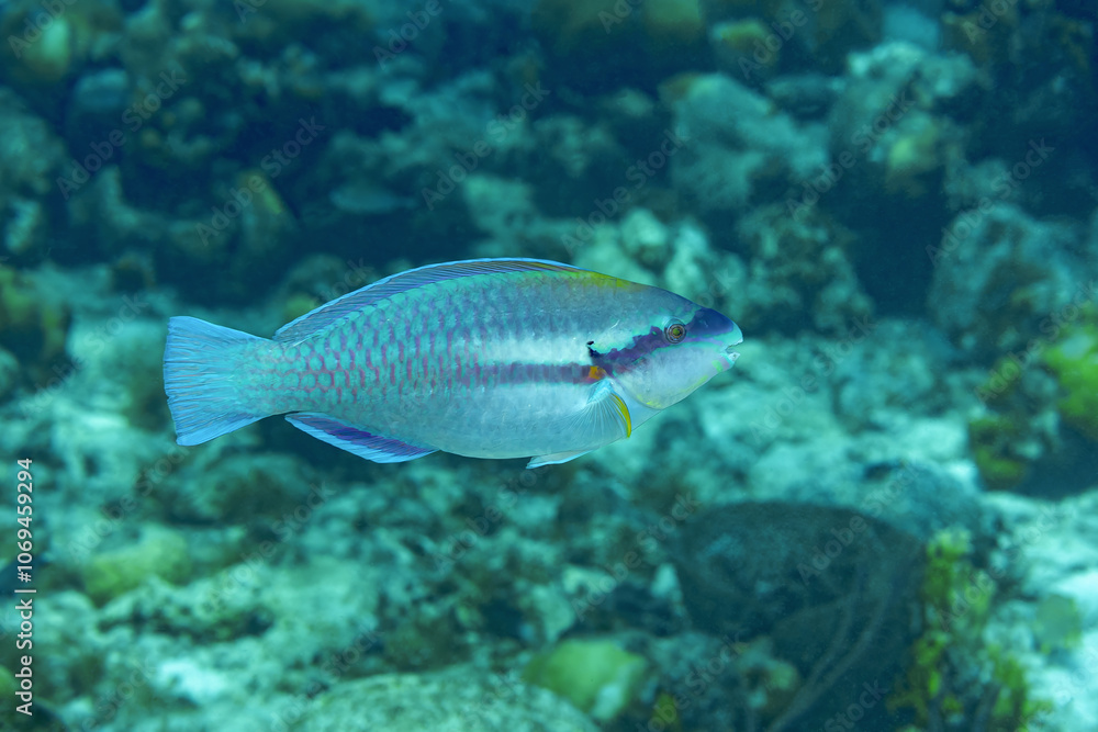Scarus iseri in natural habitat off Bonaire coast Scarus iseri in natural habitat off Bonaire coast