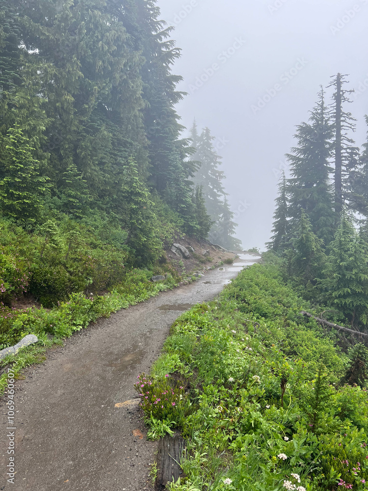 Fototapeta premium Trail going up Mt.Rainier, Washington on a cloudy day. 