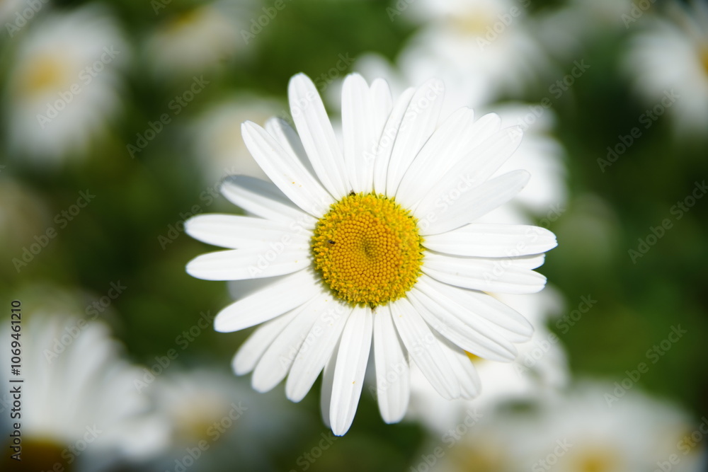 白いマーガレットの花 白いマーガレットの花