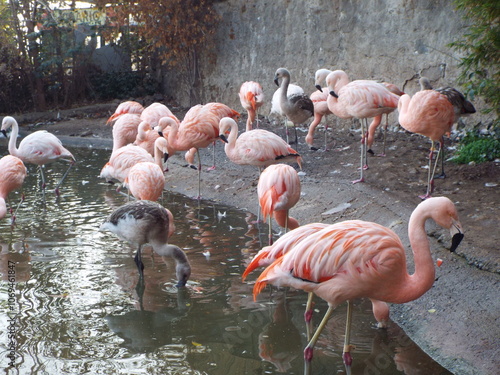 Zoologico de Santiago no Chile, leão, elefante, girafa, pinguim, zebra, gorila...