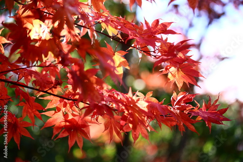  真っ赤な紅葉