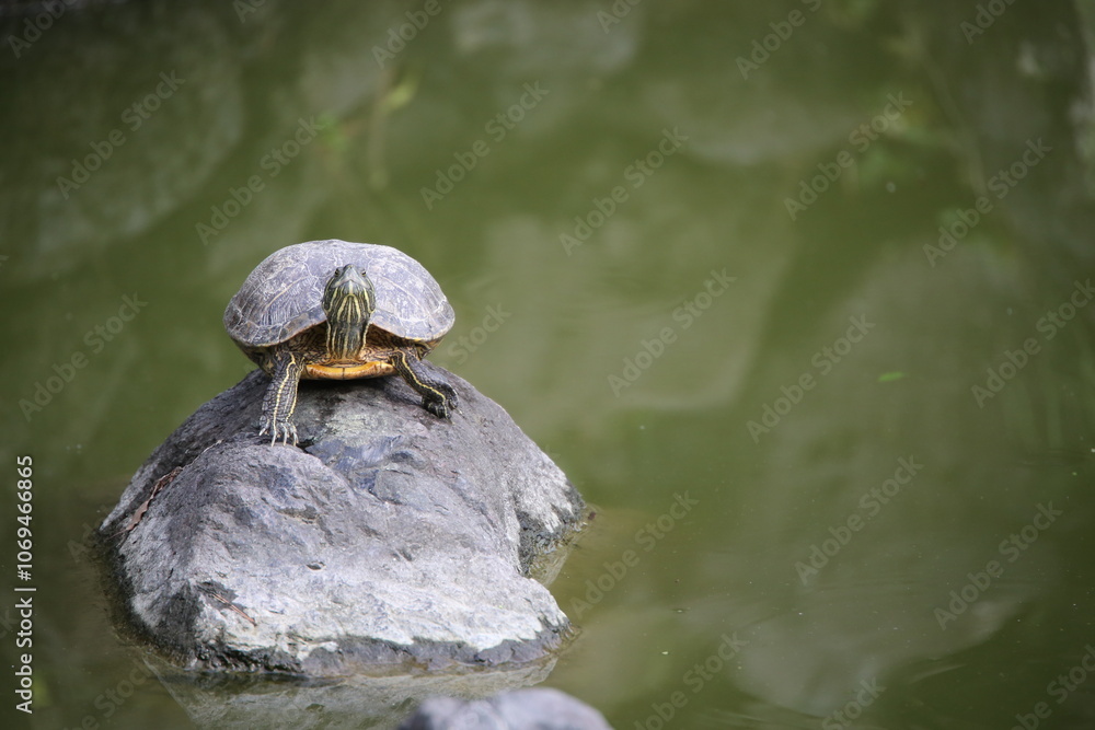 Fototapeta premium カメ