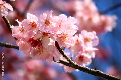 青空に映える桜