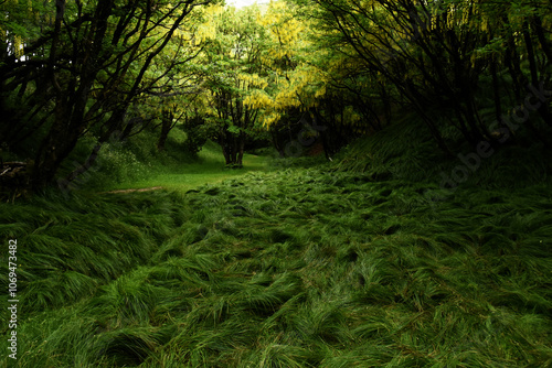 Wallpaper Mural BOSCO Torontodigital.ca