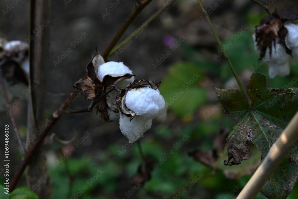Cotton cultivation. Malvaceae perennial plants native to the tropics. Seeds are sown in spring, flower in summer, and can be harvested about 40 days later. Cotton cultivation. Malvaceae perennial plants native to the tropics. Seeds are sown in spring, flower in summer, and can be harvested about 40 days later.
