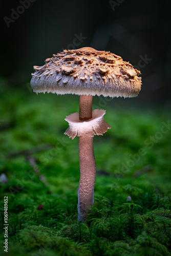 Parasol mushroom. Macrolepiota procera or Lepiota procera. growing in forest