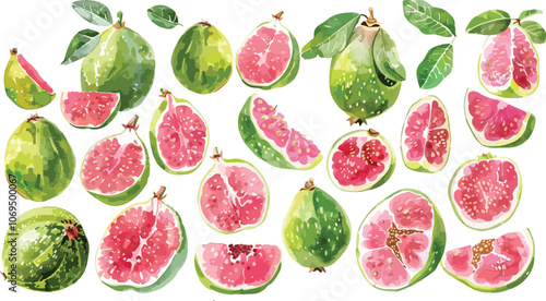 guava watercolor clipart