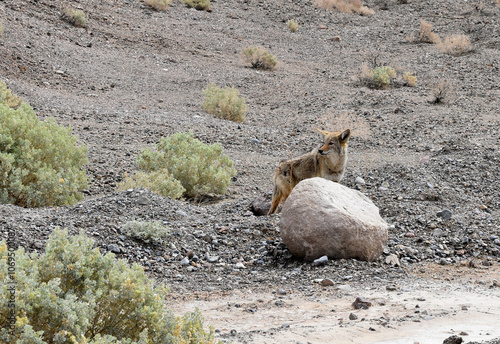 A coyote (Canis latrans) in Death Valley National Park, California.
