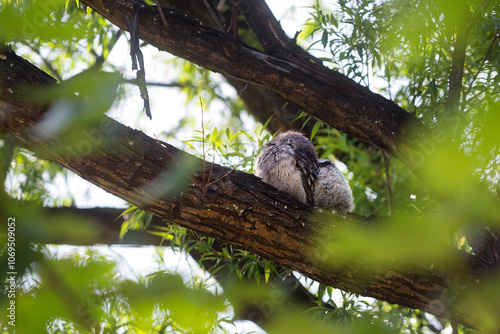 Adult and juvenile Tawny Frogmouth birds perched high on a tree branch photo