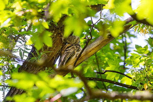 Εκτύπωση καμβά Tawny Frogmouth bird perched high on a tree branch
