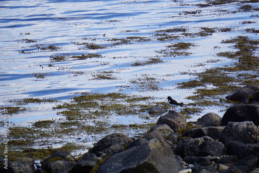 Obraz premium 2024.04.21 Gjemnes, Angvika, Hjelset