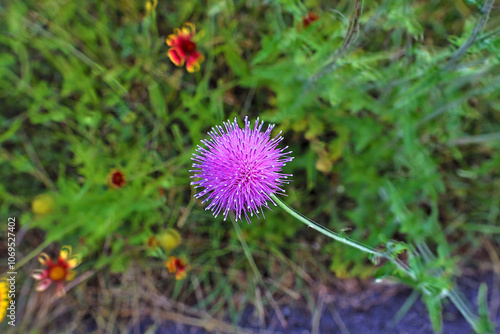 Silybum marianum is a species of thistle. It has various common names including milk thistle, Marian, Mary, Saint Mary's, Mediterranean milk, and Scotch thistle. photo