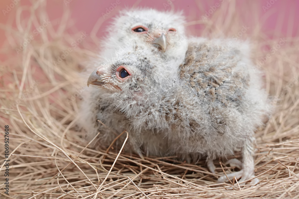 Two Javan scops owl chicks are resting in the nest. This nocturnal bird has the scientific name Otus lempiji. Two Javan scops owl chicks are resting in the nest. This nocturnal bird has the scientific name Otus lempiji.