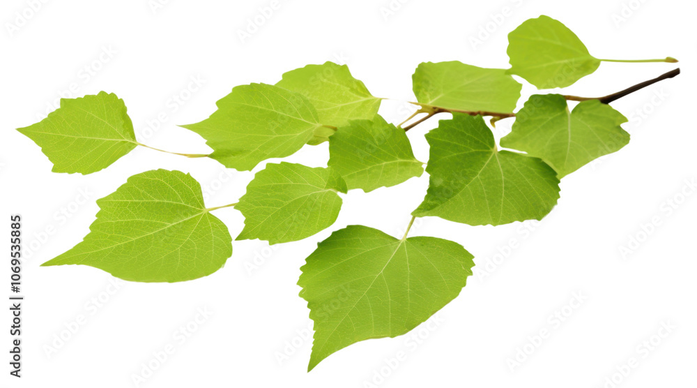 PNG Greem birch leaves plant green herbs. PNG Greem birch leaves plant green herbs.