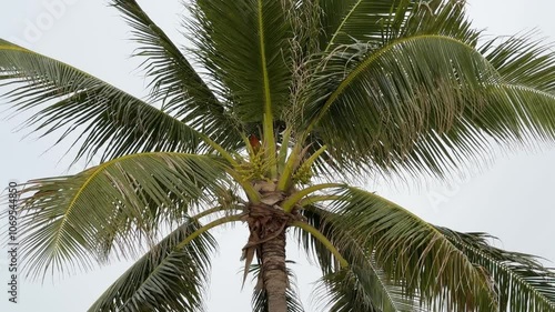 Wallpaper Mural Coconut flowers on the tree Torontodigital.ca