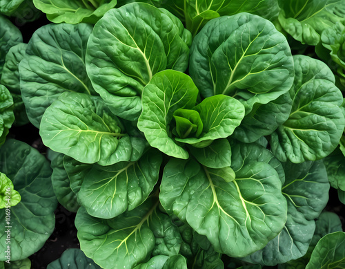 Close Up Detail of Tatsoi Plant from the Top View
