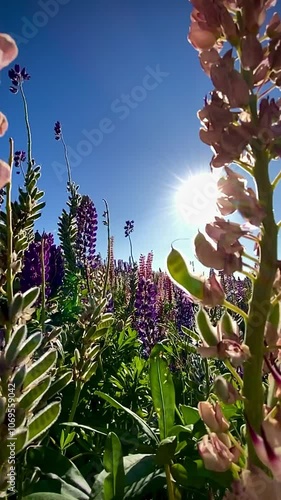 Slow motion footage of Pink and purple lupin flower field  in the park