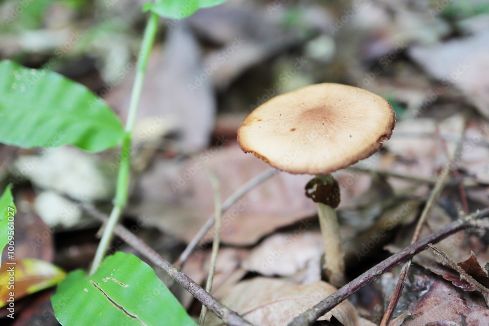 落葉の中から生える細い軸の薄茶色のキノコ 落葉の中から生える細い軸の薄茶色のキノコ