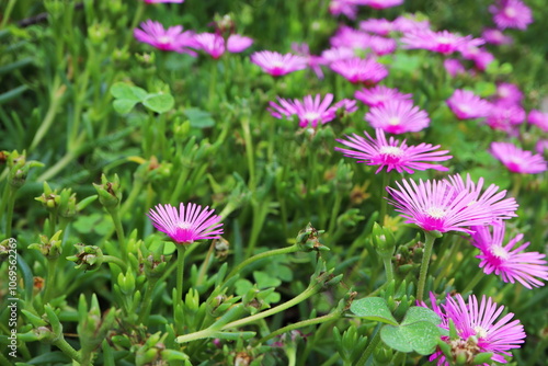 マツバギクの花