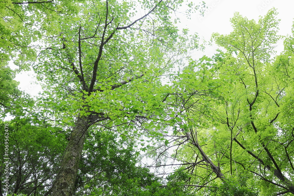 公園に植えられたモミジバフウとフウの木