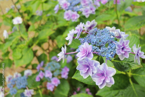 珍しい八重咲きのガクアジサイ 紫の装飾花と青い両性花