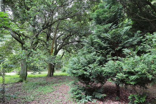 公園に植えられたアスナロの木 photo