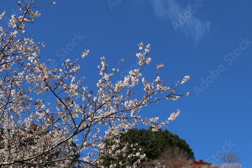 Wallpaper Mural 愛知県豊田市小原の四季桜。川見（せんみ）さくら山。秋に咲く桜、紅葉とのコラボ。 Torontodigital.ca