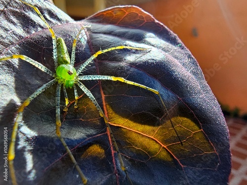 Close-up of a green lynx spider on a purple leaf in the garden photo