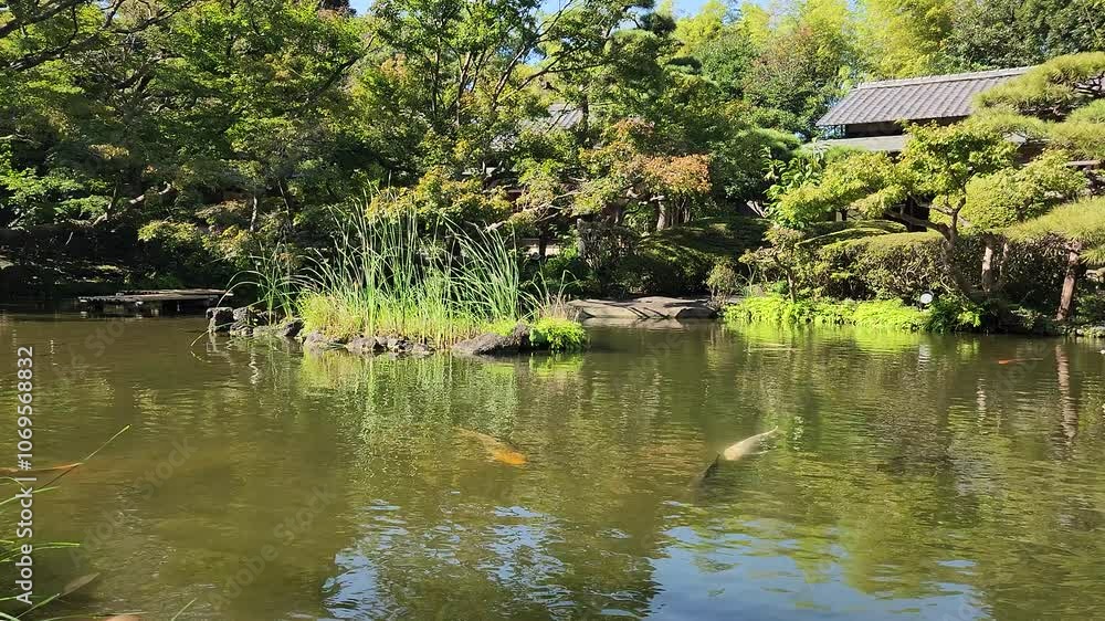 A school of koi fish in a pond in Japanese garden in Tokyo, Japan A school of koi fish in a pond in Japanese garden in Tokyo, Japan