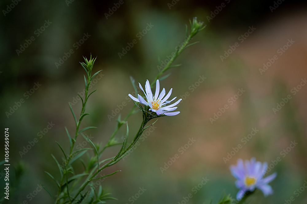 white flower on a green background white flower on a green background