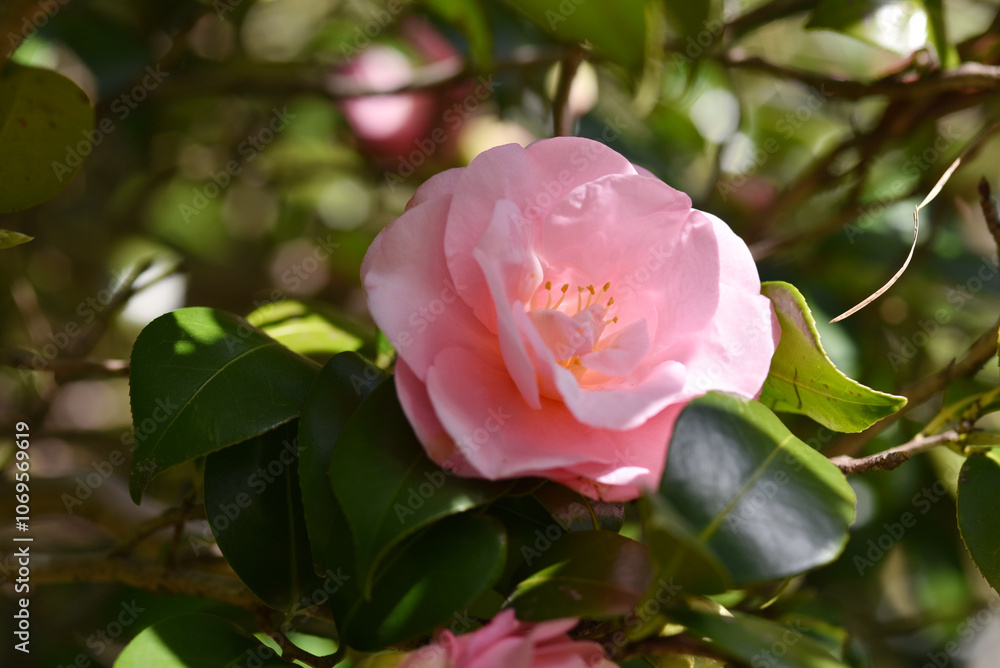 伊予福娘　椿の花