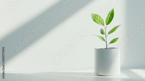 seedling growing in minimalist setting, showcasing vibrant green leaves in white pot, illuminated by soft natural light