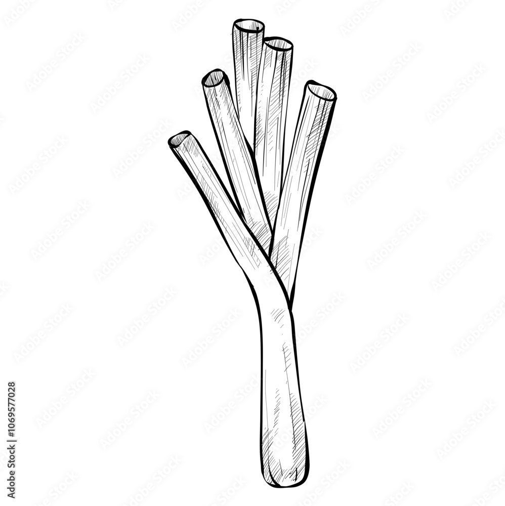 Handdrawn Leek Illustration Handdrawn Leek Illustration