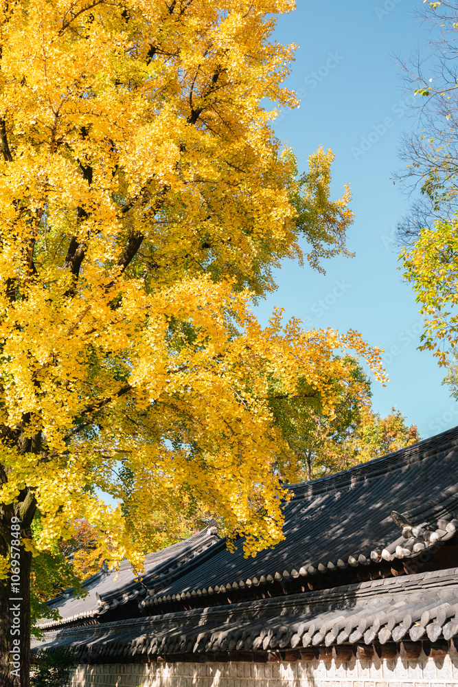 Traditional house and ginkgo tree at Jeonju Hanok Village in Jeonju, Korea