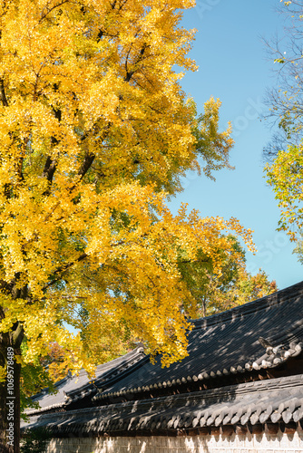 Obraz na płótnie Traditional house and ginkgo tree at Jeonju Hanok Village in Jeonju, Korea w salonie